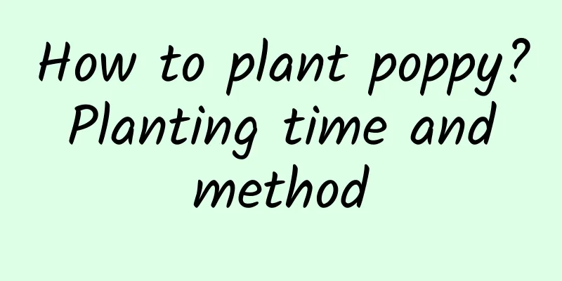 How to plant poppy? Planting time and method