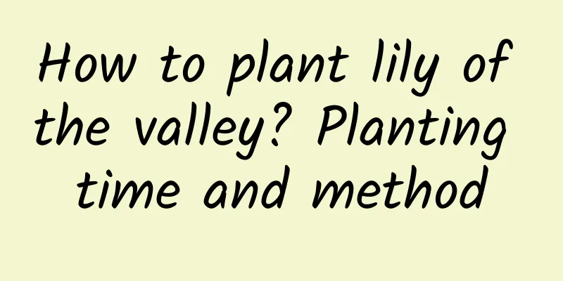 How to plant lily of the valley? Planting time and method