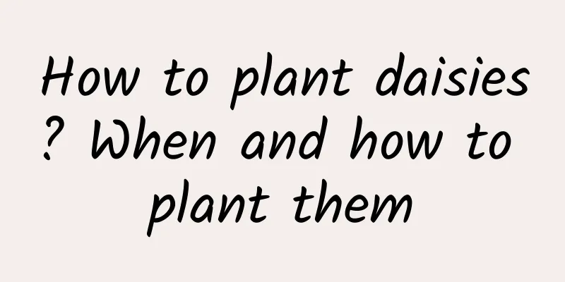How to plant daisies? When and how to plant them