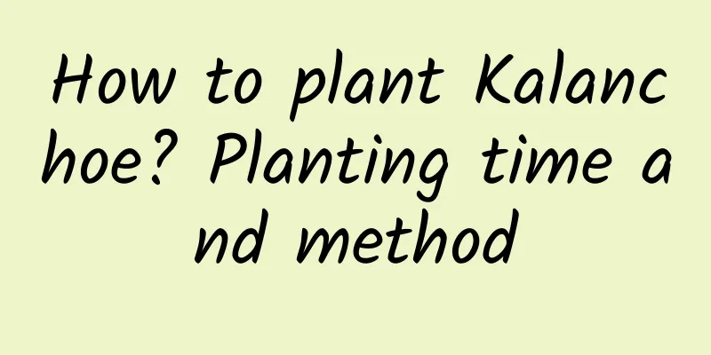 How to plant Kalanchoe? Planting time and method