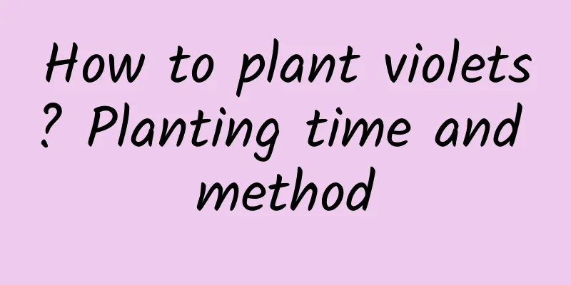 How to plant violets? Planting time and method