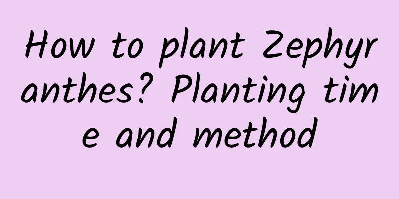 How to plant Zephyranthes? Planting time and method