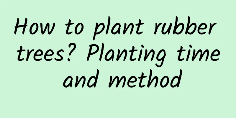 How to plant rubber trees? Planting time and method