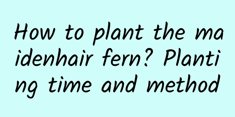 How to plant the maidenhair fern? Planting time and method