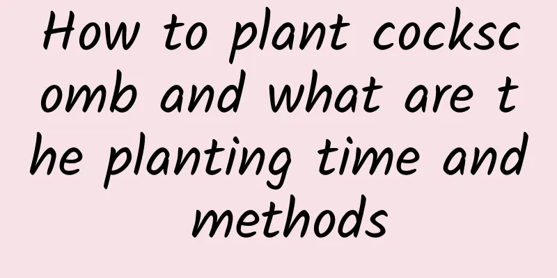 How to plant cockscomb and what are the planting time and methods