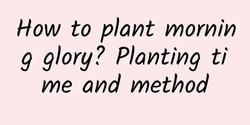 How to plant morning glory? Planting time and method