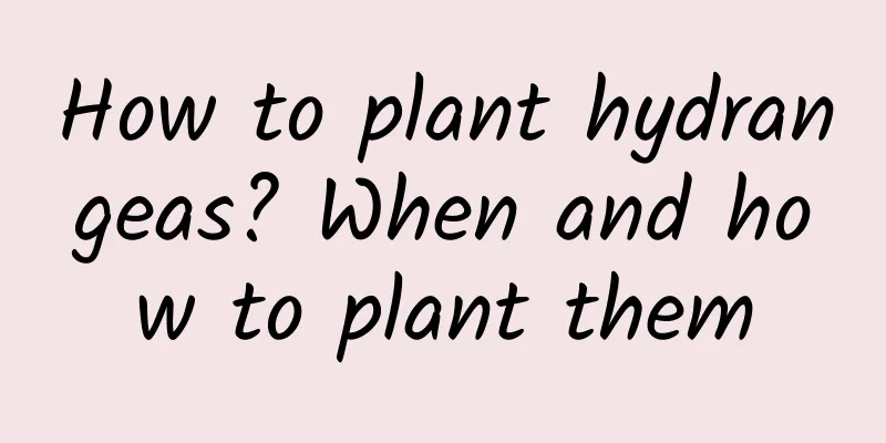 How to plant hydrangeas? When and how to plant them