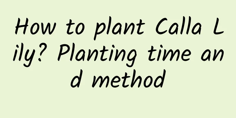How to plant Calla Lily? Planting time and method