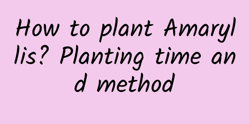 How to plant Amaryllis? Planting time and method