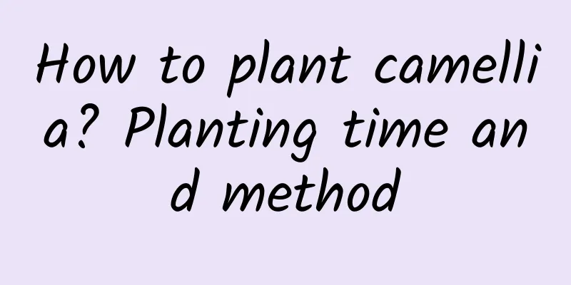 How to plant camellia? Planting time and method