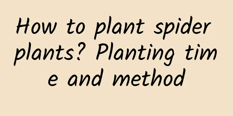 How to plant spider plants? Planting time and method