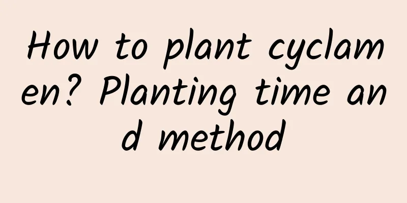 How to plant cyclamen? Planting time and method