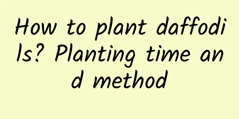 How to plant daffodils? Planting time and method