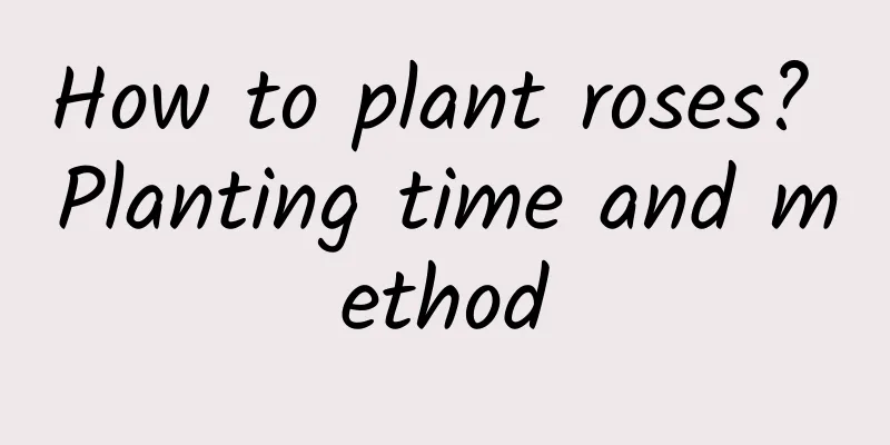 How to plant roses? Planting time and method