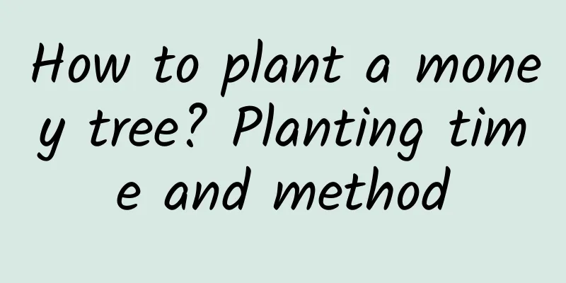 How to plant a money tree? Planting time and method
