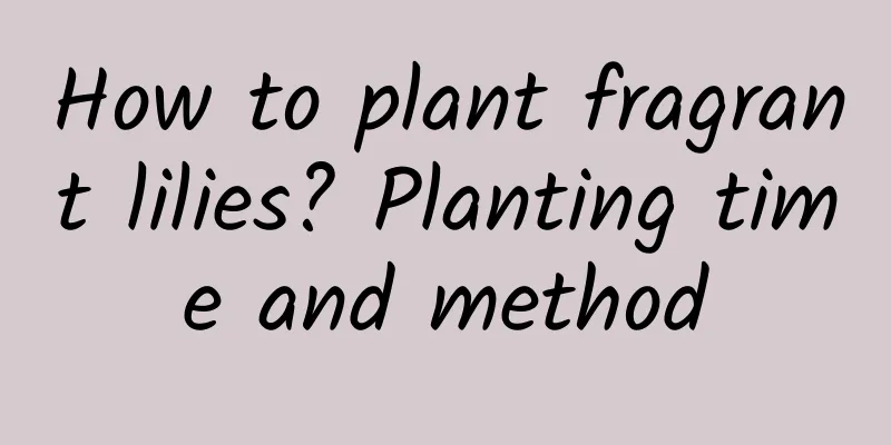 How to plant fragrant lilies? Planting time and method