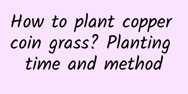How to plant copper coin grass? Planting time and method