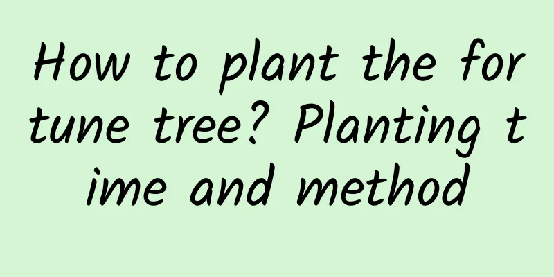How to plant the fortune tree? Planting time and method