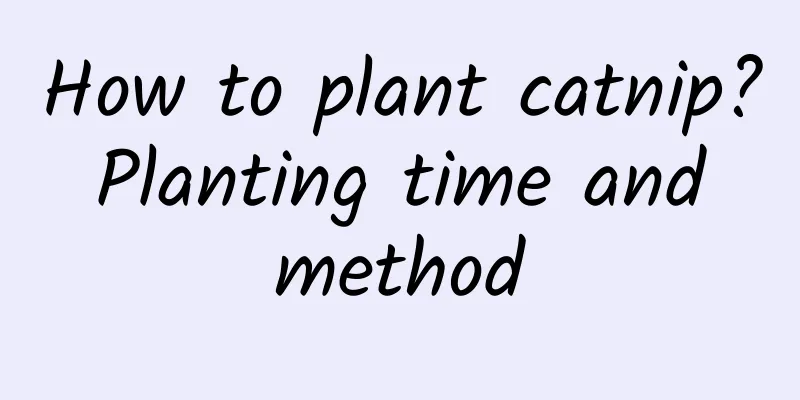 How to plant catnip? Planting time and method
