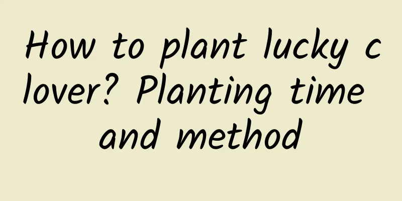 How to plant lucky clover? Planting time and method