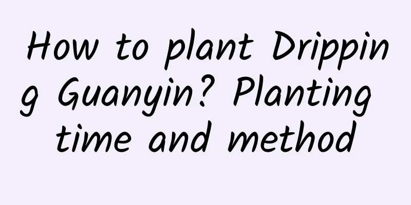 How to plant Dripping Guanyin? Planting time and method