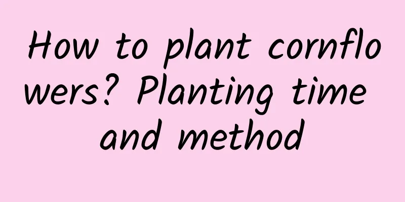 How to plant cornflowers? Planting time and method