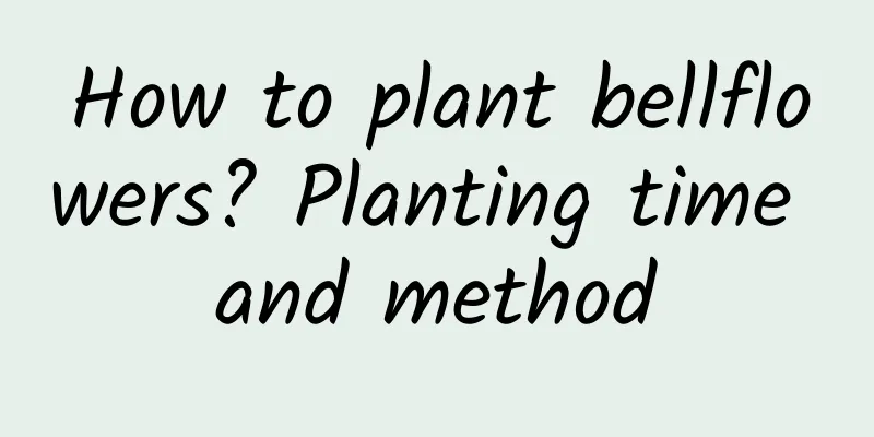 How to plant bellflowers? Planting time and method
