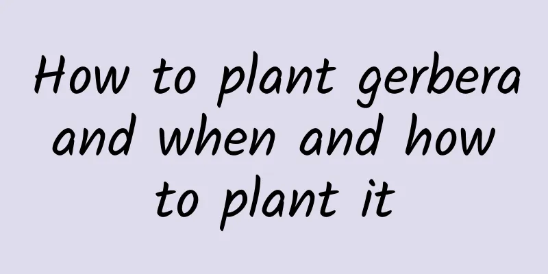 How to plant gerbera and when and how to plant it