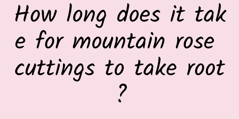 How long does it take for mountain rose cuttings to take root?