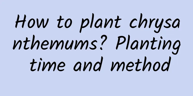 How to plant chrysanthemums? Planting time and method