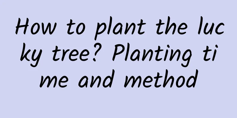 How to plant the lucky tree? Planting time and method