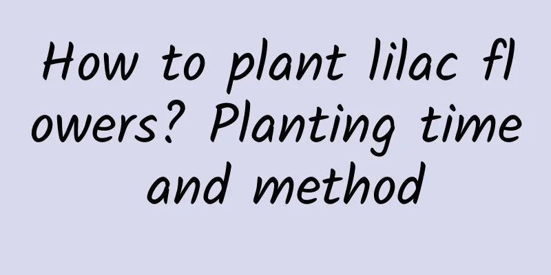 How to plant lilac flowers? Planting time and method
