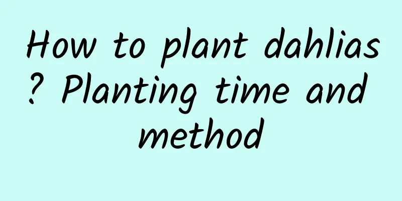How to plant dahlias? Planting time and method