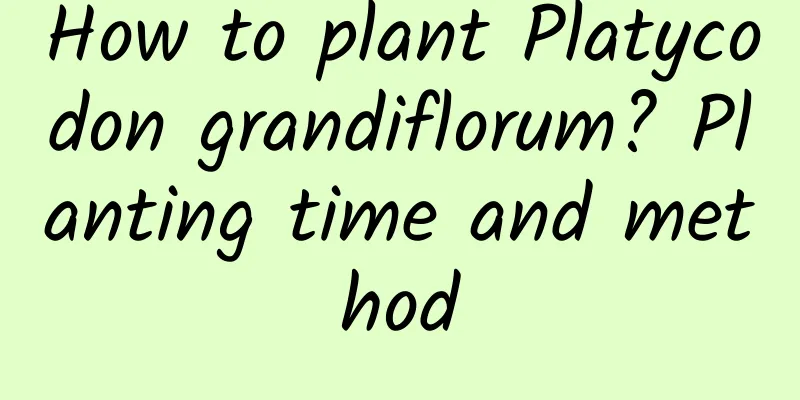 How to plant Platycodon grandiflorum? Planting time and method