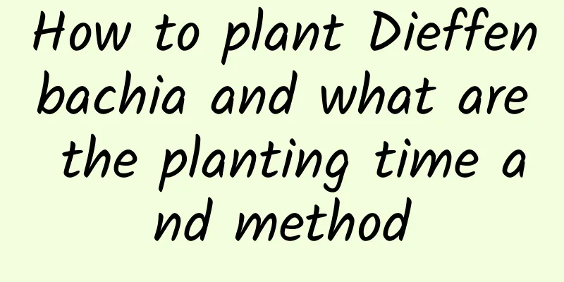 How to plant Dieffenbachia and what are the planting time and method