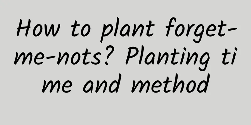 How to plant forget-me-nots? Planting time and method