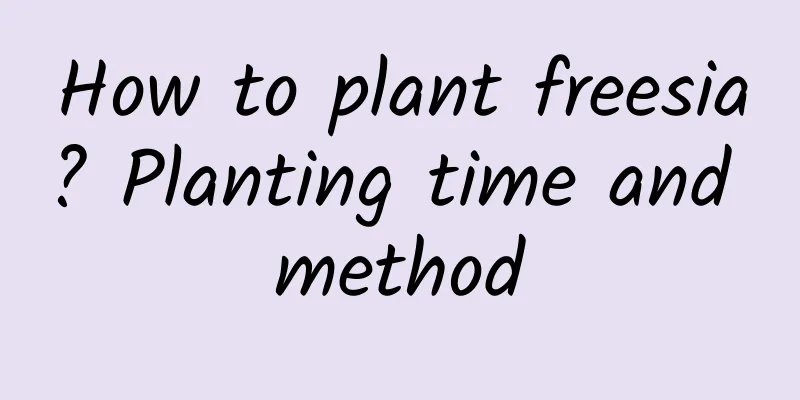 How to plant freesia? Planting time and method