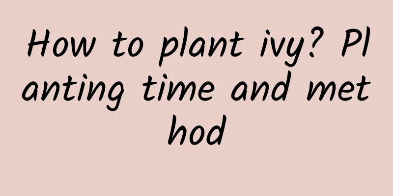 How to plant ivy? Planting time and method