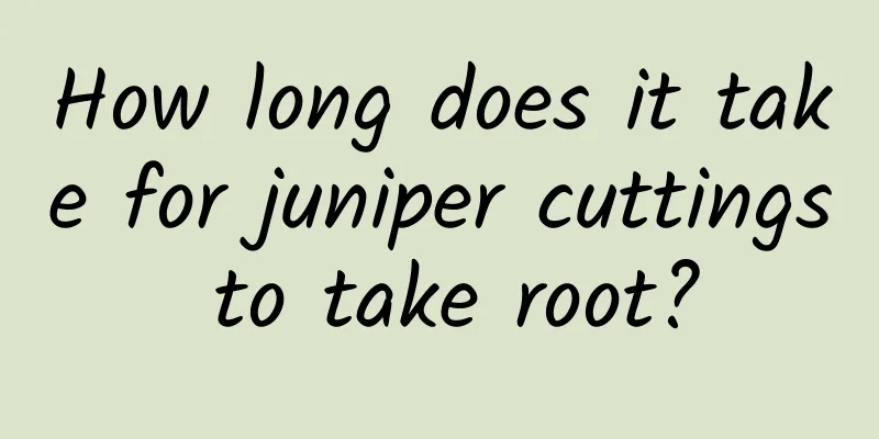 How long does it take for juniper cuttings to take root?