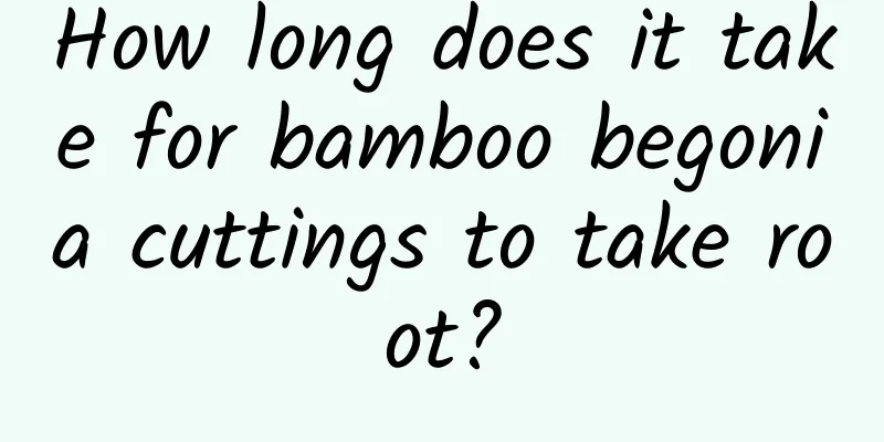 How long does it take for bamboo begonia cuttings to take root?