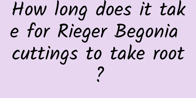 How long does it take for Rieger Begonia cuttings to take root?