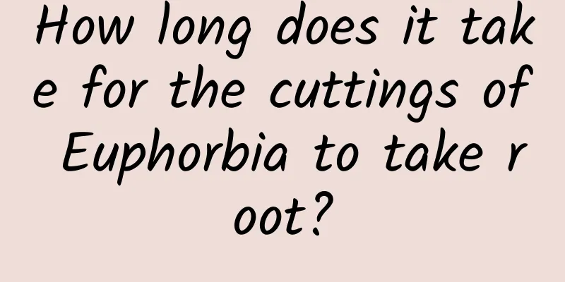 How long does it take for the cuttings of Euphorbia to take root?