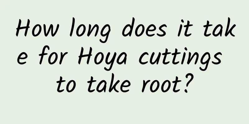 How long does it take for Hoya cuttings to take root?