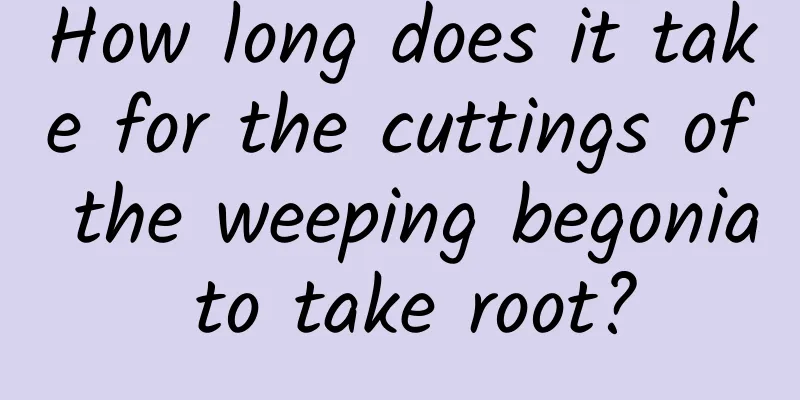 How long does it take for the cuttings of the weeping begonia to take root?