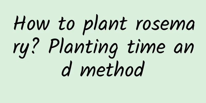 How to plant rosemary? Planting time and method
