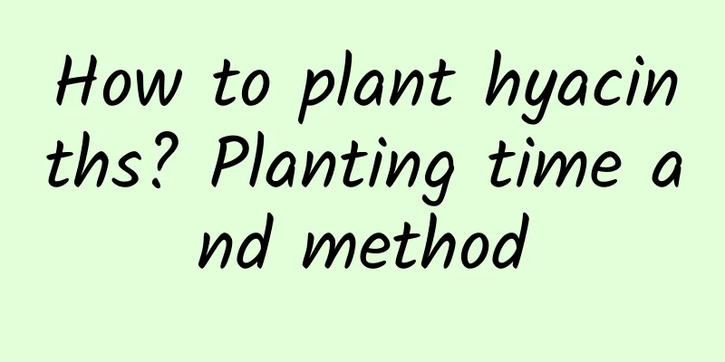 How to plant hyacinths? Planting time and method