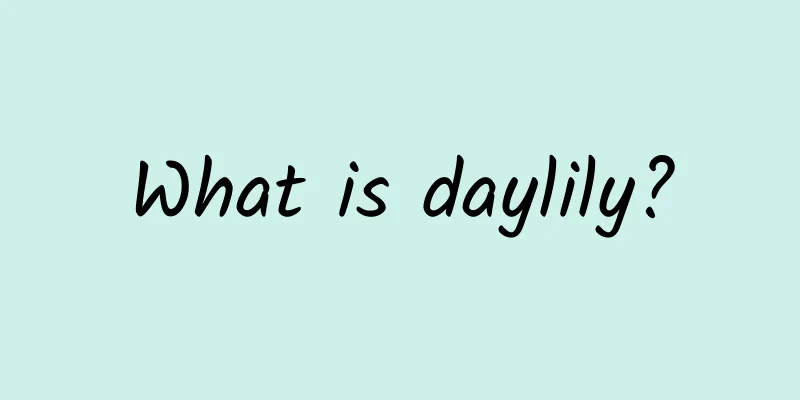 What is daylily?