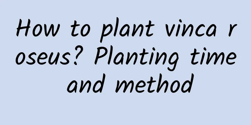How to plant vinca roseus? Planting time and method