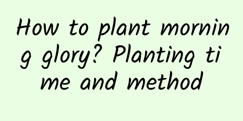 How to plant morning glory? Planting time and method