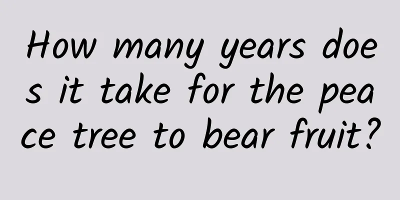 How many years does it take for the peace tree to bear fruit?